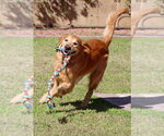 Small #1 Golden Retriever