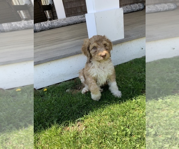 Medium Photo #2 Bernedoodle Puppy For Sale in CHILMARK, MA, USA