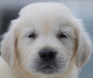 English Cream Golden Retriever Puppy for sale in ROWLEY, MA, USA