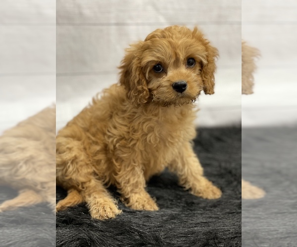 Medium Photo #9 Cavapoo Puppy For Sale in QUAPAW, OK, USA