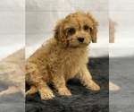 Small Photo #9 Cavapoo Puppy For Sale in QUAPAW, OK, USA