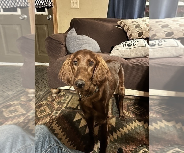 Medium Photo #1 Irish Setter Puppy For Sale in ONEONTA, NY, USA