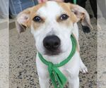 Small #5 Labrador Retriever Mix