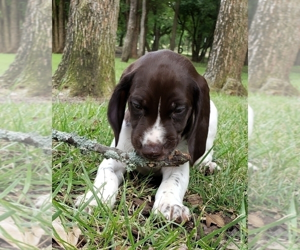 Medium Photo #3 German Shorthaired Pointer Puppy For Sale in CELINA, TX, USA