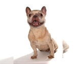 Small #1 French Bulldog Mix