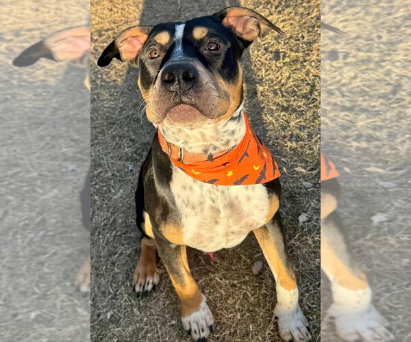 Medium Photo #1 Mutt Puppy For Sale in Great Bend, KS, USA