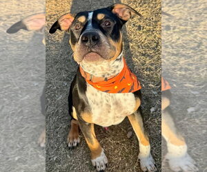 Mutt Dogs for adoption in Great Bend, KS, USA