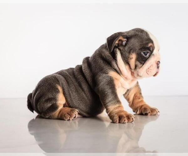 Medium Photo #2 Bulldog Puppy For Sale in WASHINGTON, DC, USA