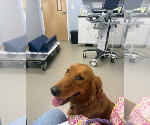 Medium Photo #5 Golden Retriever Puppy For Sale in SOMERSWORTH, NH, USA