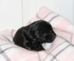 Puppy Josie Labrador Retriever