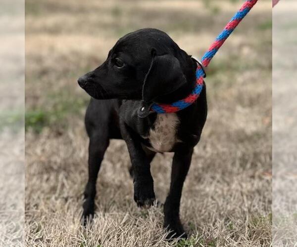 Medium Photo #2 Chihuahua-Unknown Mix Puppy For Sale in Yardley, PA, USA
