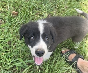 Border Collie Puppy for sale in FARMINGTON, MO, USA
