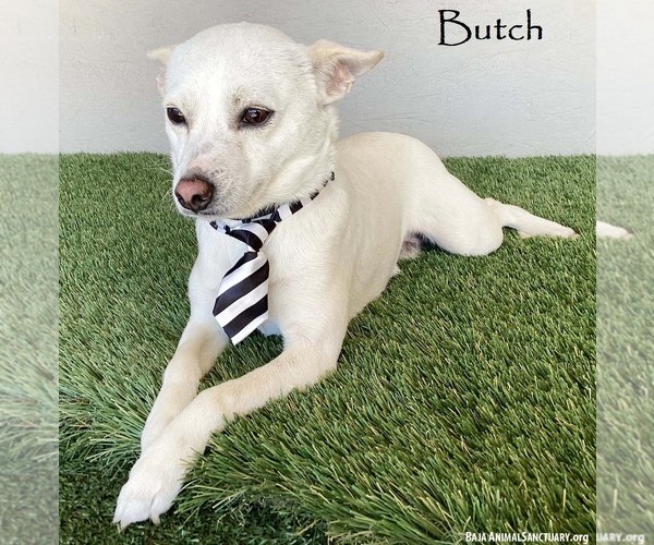 Medium Photo #1 Chihuahua-Unknown Mix Puppy For Sale in San Diego, CA, USA