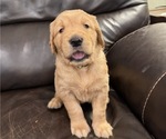 Puppy Yellow Golden Retriever
