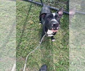 Oliver - Male Mutt Dog for Adoption - Photo #7