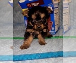 Small Photo #315 Yorkshire Terrier Puppy For Sale in AKRON, OH, USA