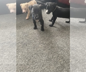 American Pit Bull Terrier Puppy for sale in ODESSA, TX, USA