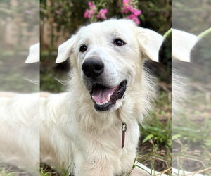 James - Male Great Pyrenees Dog for Adoption - Photo #10
