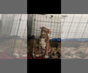 Bullypit Puppy for sale in RITZVILLE, WA, USA