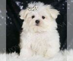 Small #4 Maltese