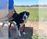 Small #1 Border Collie Mix