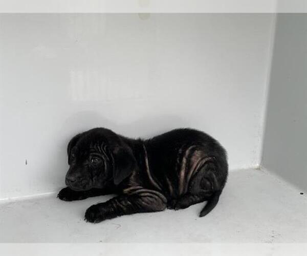 Medium Photo #1 Labrador Retriever-Unknown Mix Puppy For Sale in Houston, TX, USA