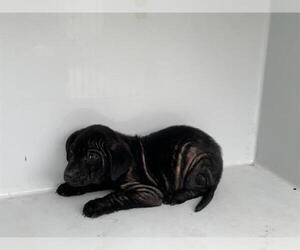 Labrador Retriever-Unknown Mix Dogs for adoption in Houston, TX, USA