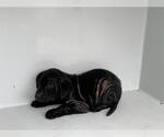 Small Labrador Retriever Mix