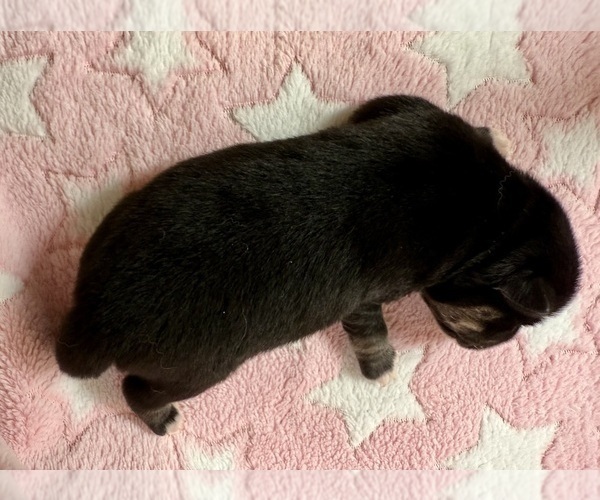 Medium Photo #9 Pomsky-Shiba Inu Mix Puppy For Sale in NASHUA, NH, USA