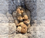 Small Photo #8 Cavachon-Cavapoo Mix Puppy For Sale in MONTECITO, CA, USA