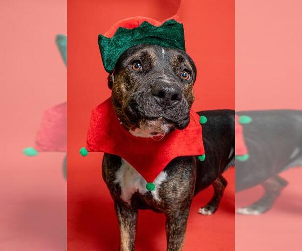 Medium Photo #1 American Staffordshire Terrier Puppy For Sale in Fort Lauderdale, FL, USA