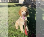 Puppy Mango Poodle (Standard)