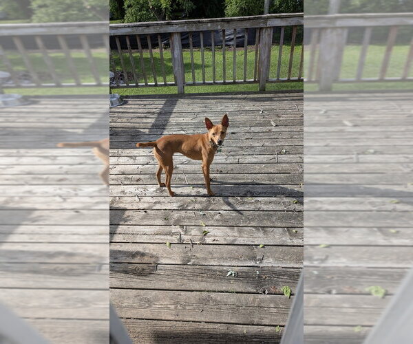 Medium Photo #5 Italian Greyhuahua Puppy For Sale in Andover, MN, USA