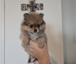 Puppy Daisey Pomeranian