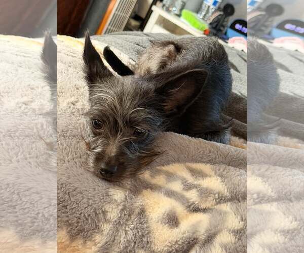 Medium Photo #2 Chihuahua-Unknown Mix Puppy For Sale in Visalia, CA, USA