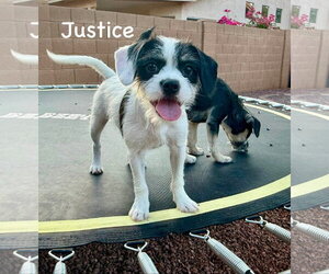 Border Terrier-Unknown Mix Dogs for adoption in Cave Creek, AZ, USA