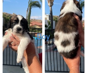 Saint Berdoodle Puppy for sale in MORENO VALLEY, CA, USA