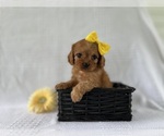 Puppy Honey Cavapoo