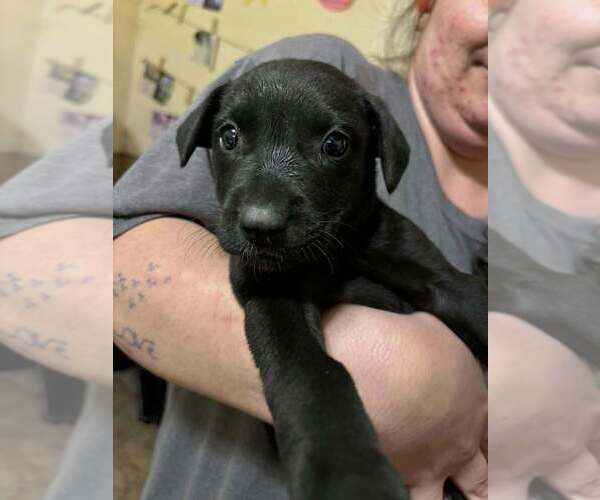 Medium Photo #2 Mutt Puppy For Sale in Aurora, IN, USA