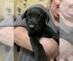 Small Photo #2 Mutt Puppy For Sale in Aurora, IN, USA
