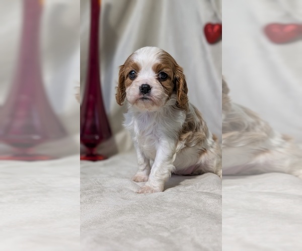 Medium Photo #8 Cavalier King Charles Spaniel Puppy For Sale in GOSHEN, IN, USA
