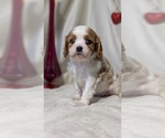 Small #7 Cavalier King Charles Spaniel