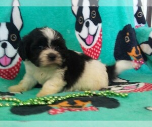 Zuchon Puppy for sale in ROSEVILLE, IL, USA