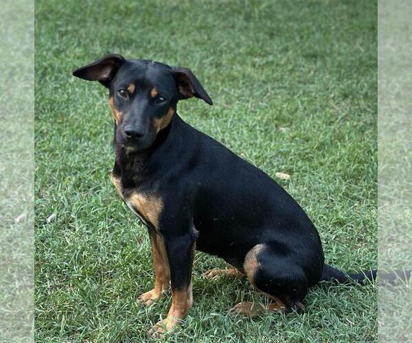 Medium Photo #4 Mutt Puppy For Sale in Yardley, PA, USA