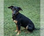 Small #3 Mutt