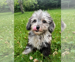 Small #20 Cavapoo (Miniature)