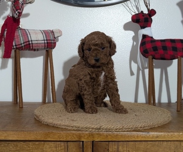 Medium Photo #29 Poodle (Miniature) Puppy For Sale in GOSHEN, IN, USA