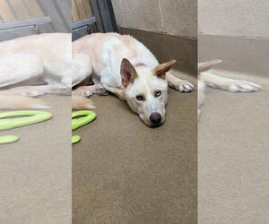 Montana-In Foster - Male Gerberian Shepsky Dog for Adoption - Photo #6