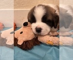 Puppy Bill Saint Bernard