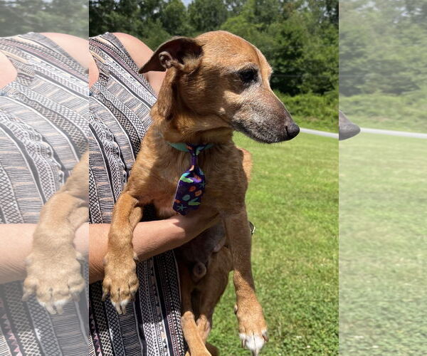 Medium Photo #2 Chiweenie Puppy For Sale in Rural Hall, NC, USA
